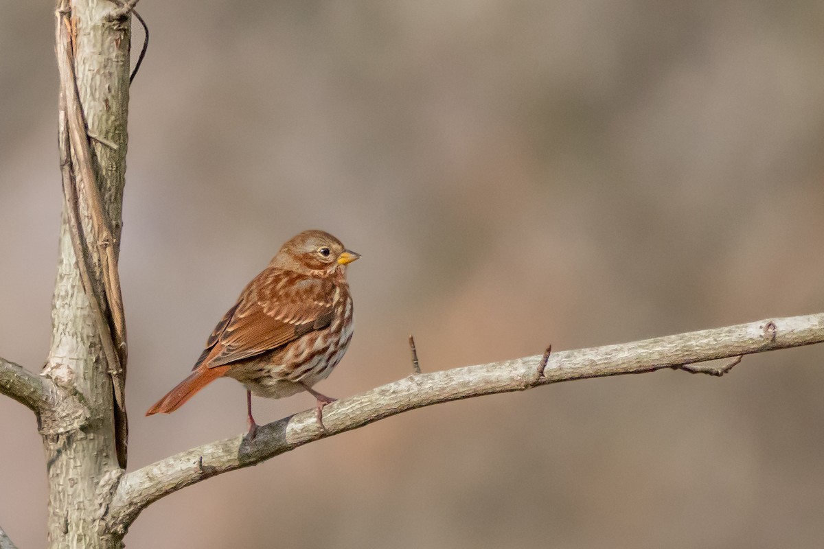 Fox Sparrow - ML646556043