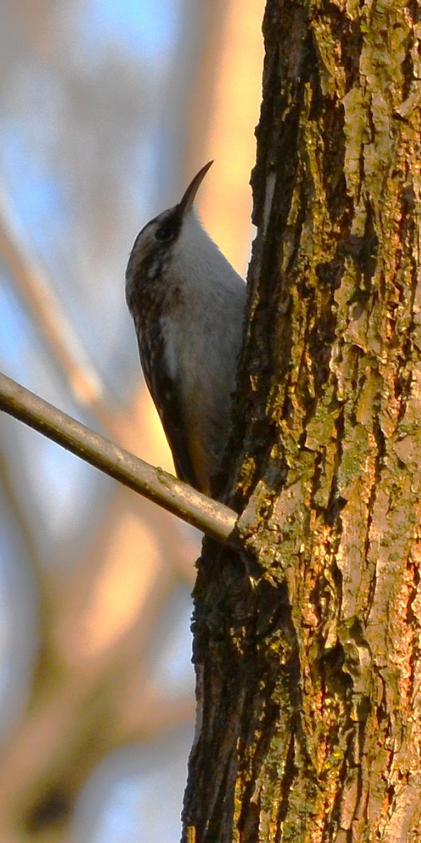 Grimpereau brun - ML646556044