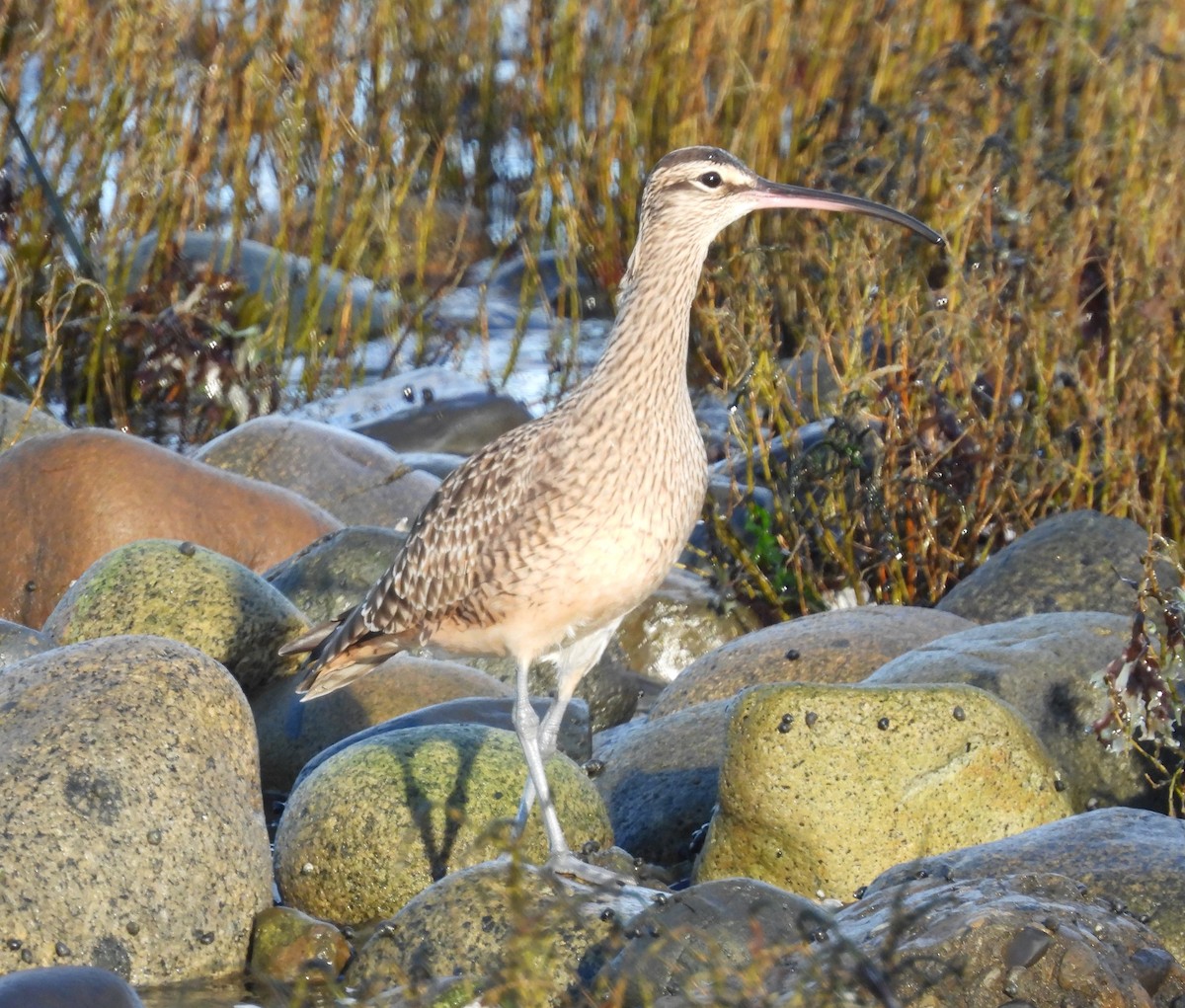 koliha hudsonská - ML646556045