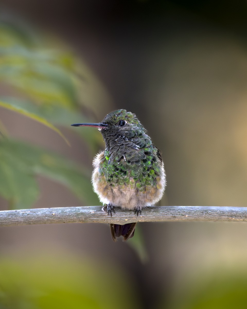 Berylline Hummingbird - ML646556050
