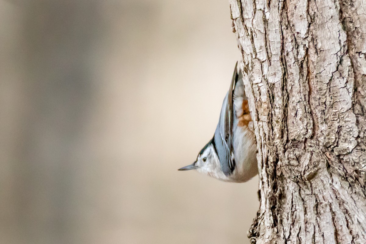 White-breasted Nuthatch - ML646556051