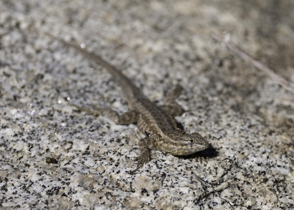 Common Side-blotched Lizard - ML646556052