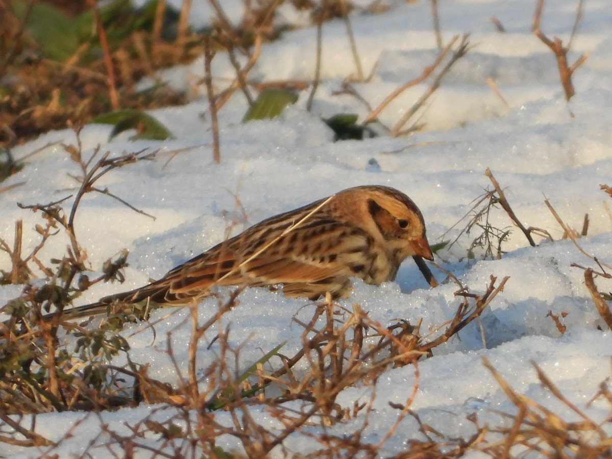 ostružka severní - ML646556053