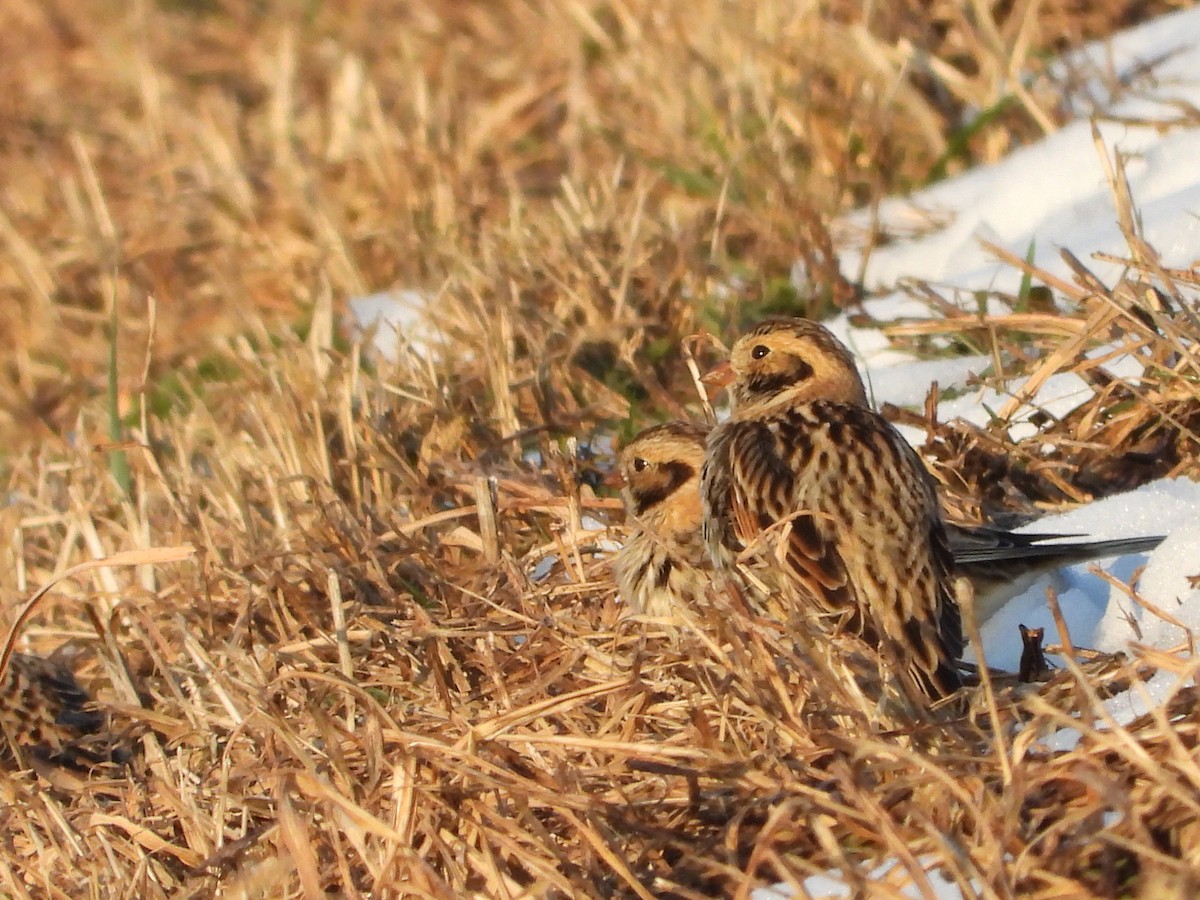 ostružka severní - ML646556054