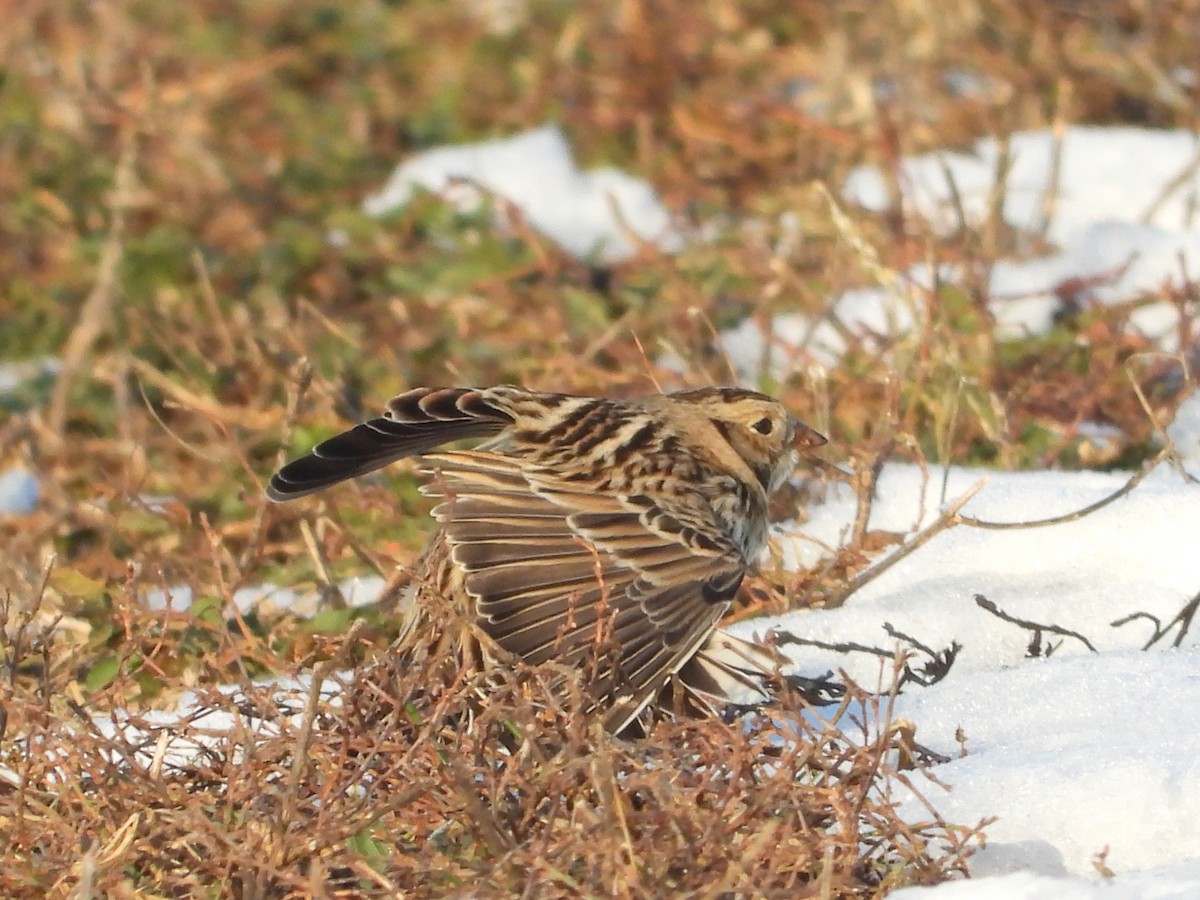 ostružka severní - ML646556055