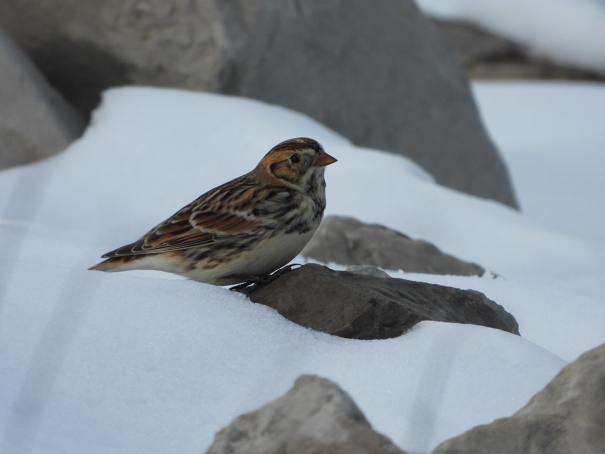 ostružka severní - ML646556056