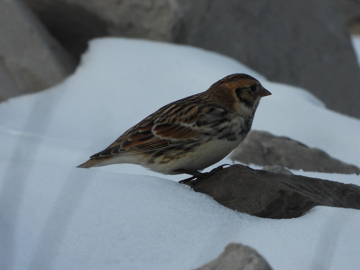 ostružka severní - ML646556057