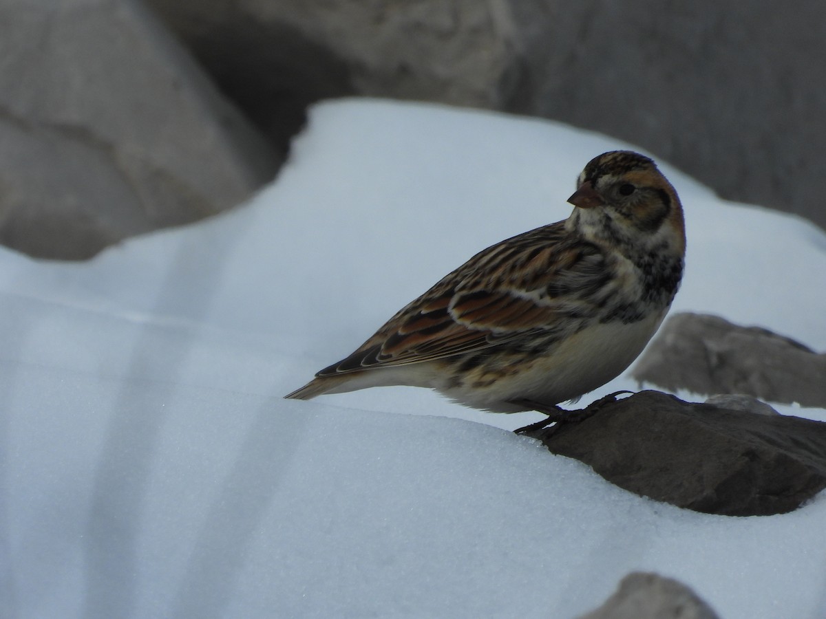 ostružka severní - ML646556058