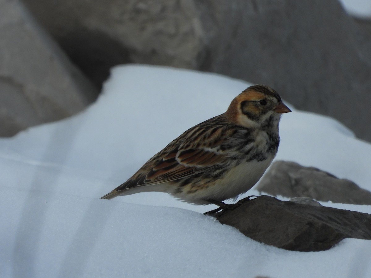 ostružka severní - ML646556059