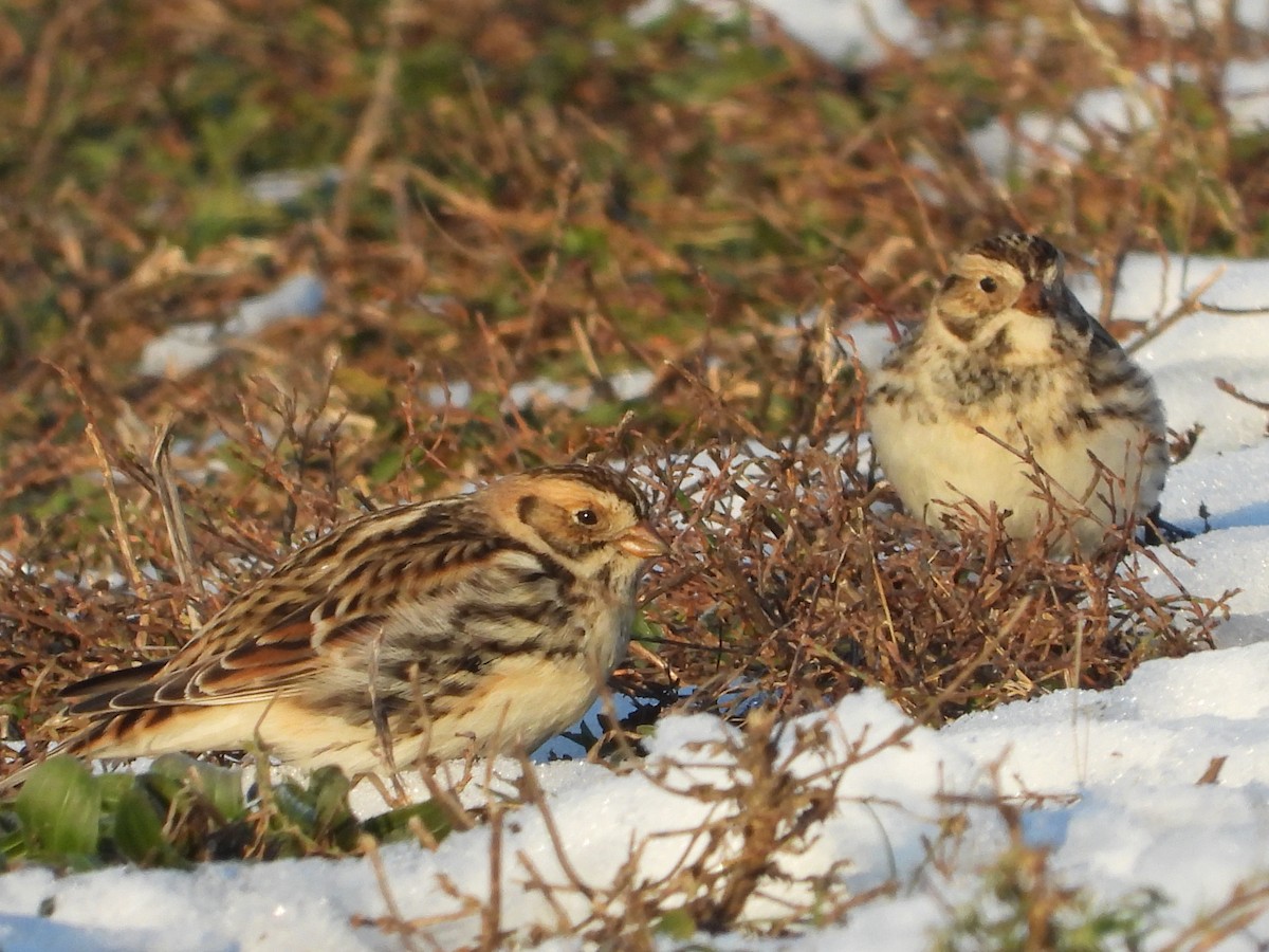 ostružka severní - ML646556060