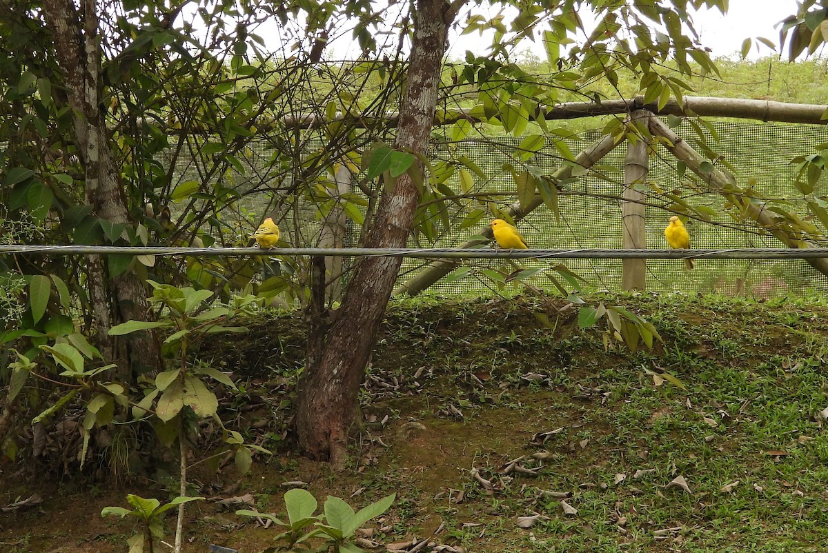 Saffron Finch - ML646556061