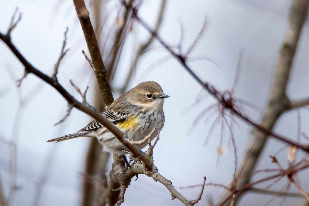 Yellow-rumped Warbler - ML646556063