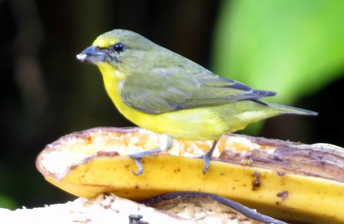 tykknebbeufonia - ML646556064