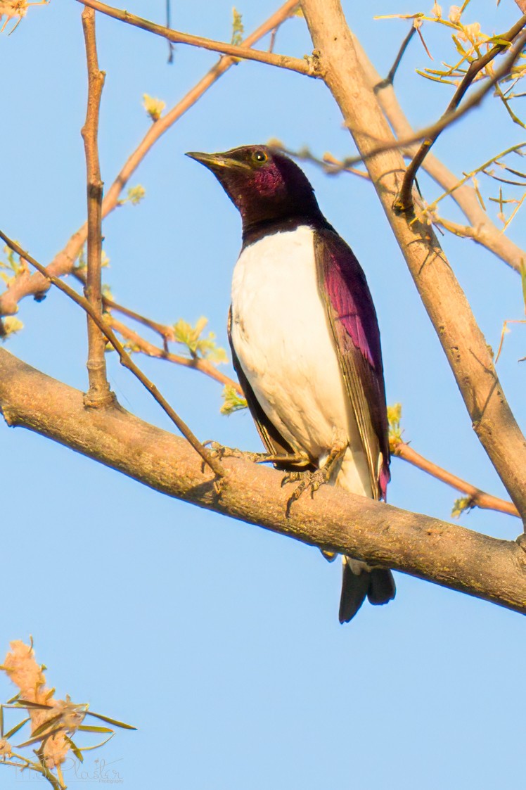 Violet-backed Starling - ML646556065