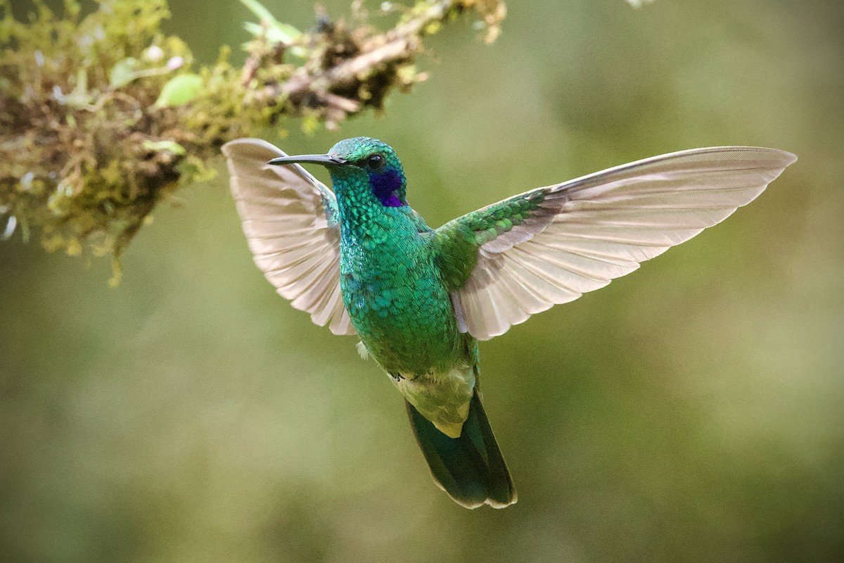 Lesser Violetear - ML646556069