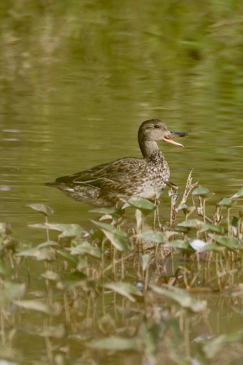 Zertzeta arrunta - ML646556072