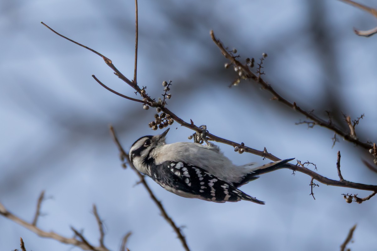 Downy Woodpecker - ML646556073