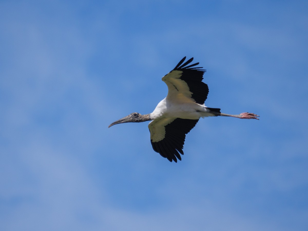 Wood Stork - ML646556074
