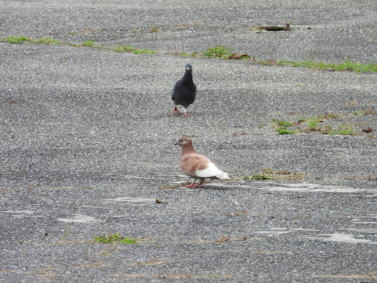 Rock Pigeon (Feral Pigeon) - ML646556075