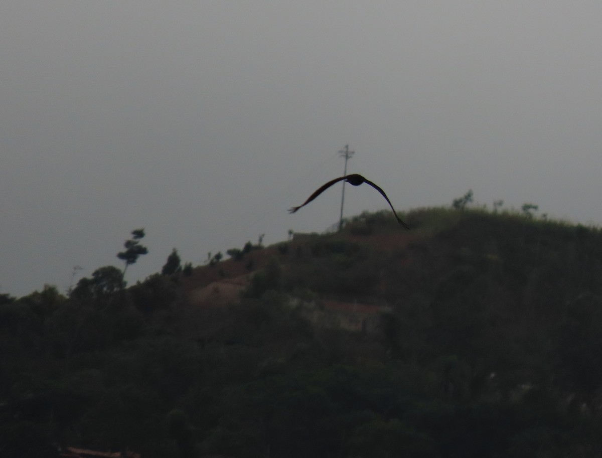 Zone-tailed Hawk - ML646556078