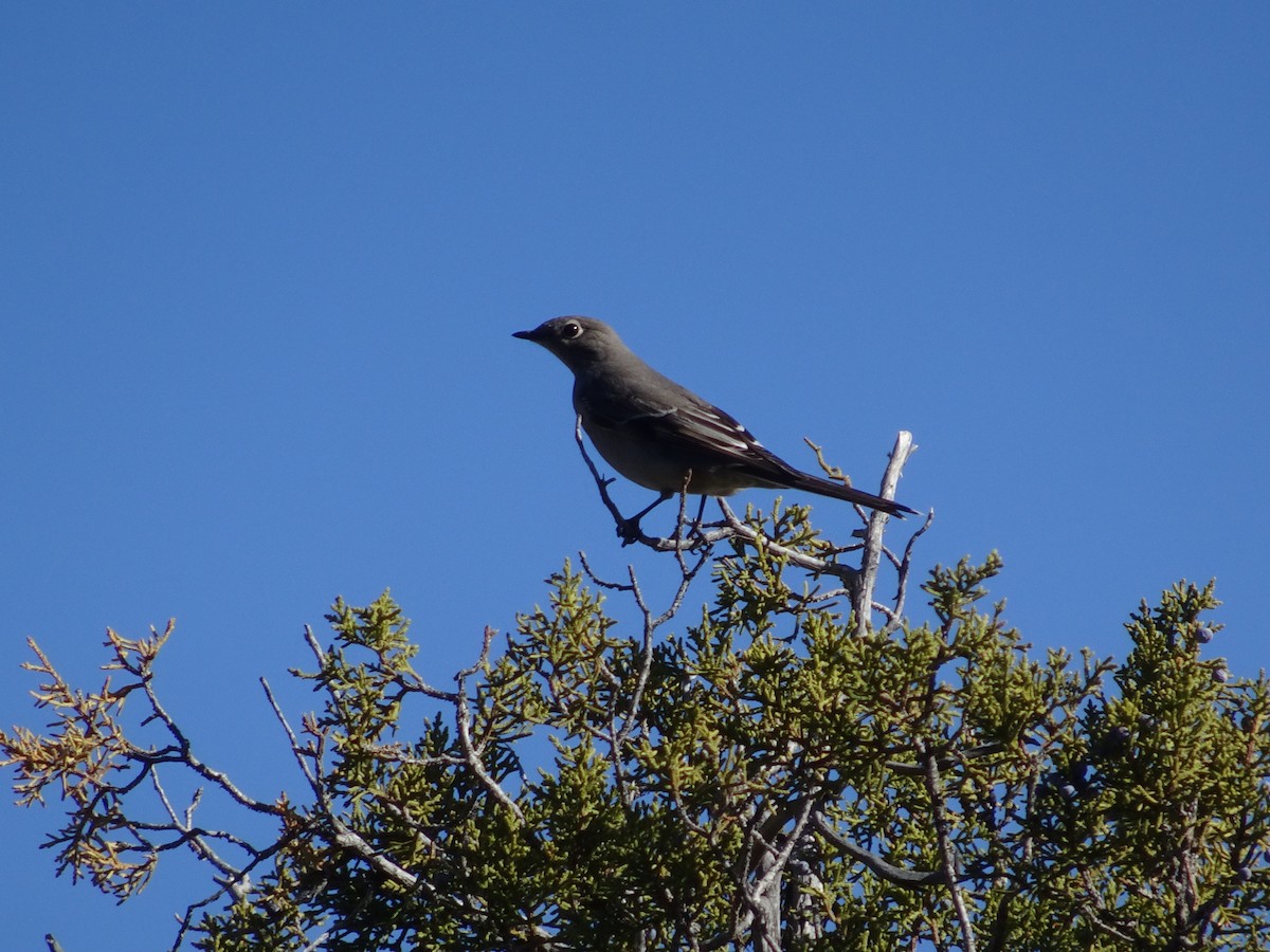 Townsend's Solitaire - ML646556079