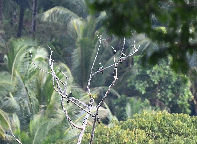 White-bellied Imperial-Pigeon - ML646556082