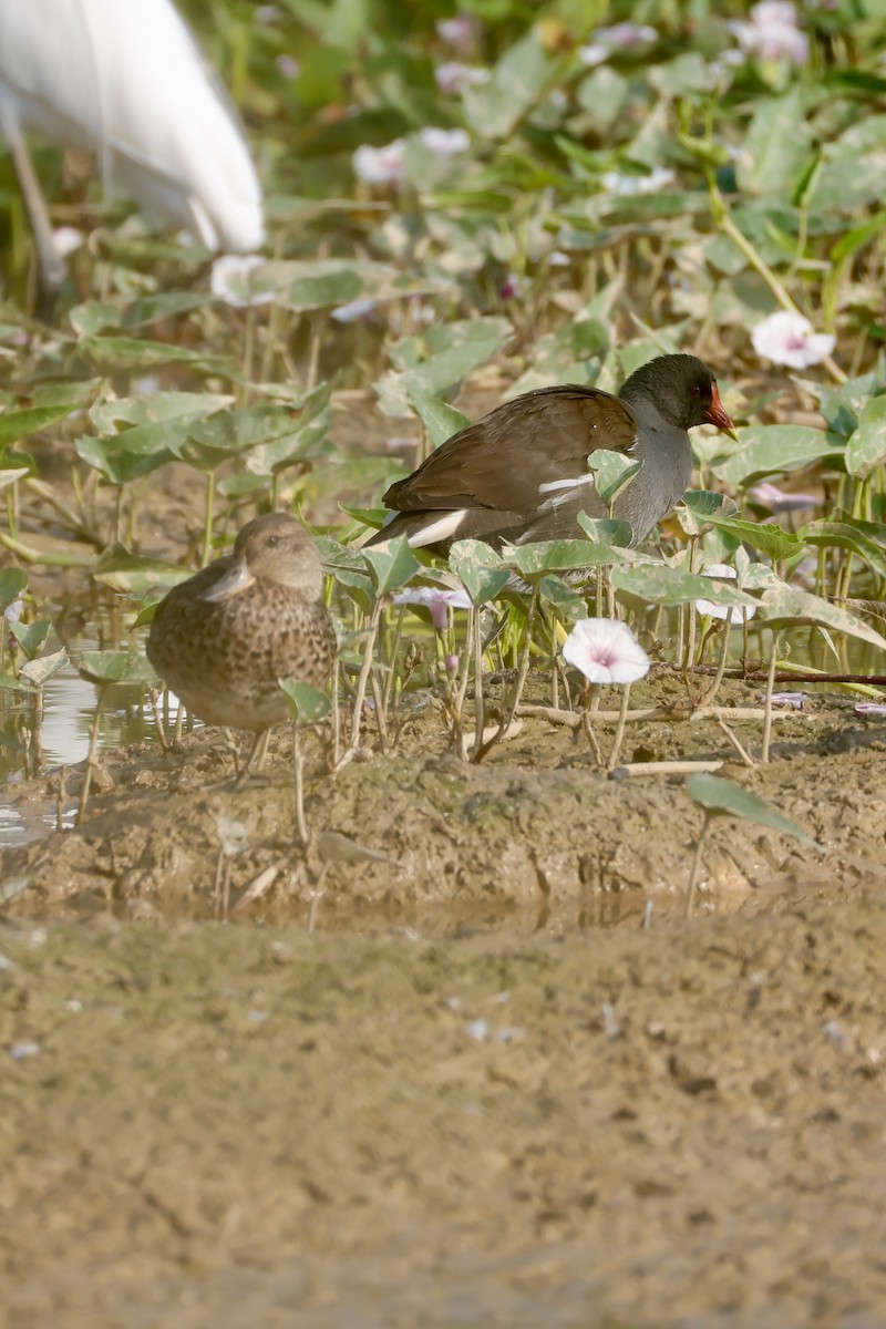 Uroilo arrunta - ML646556087