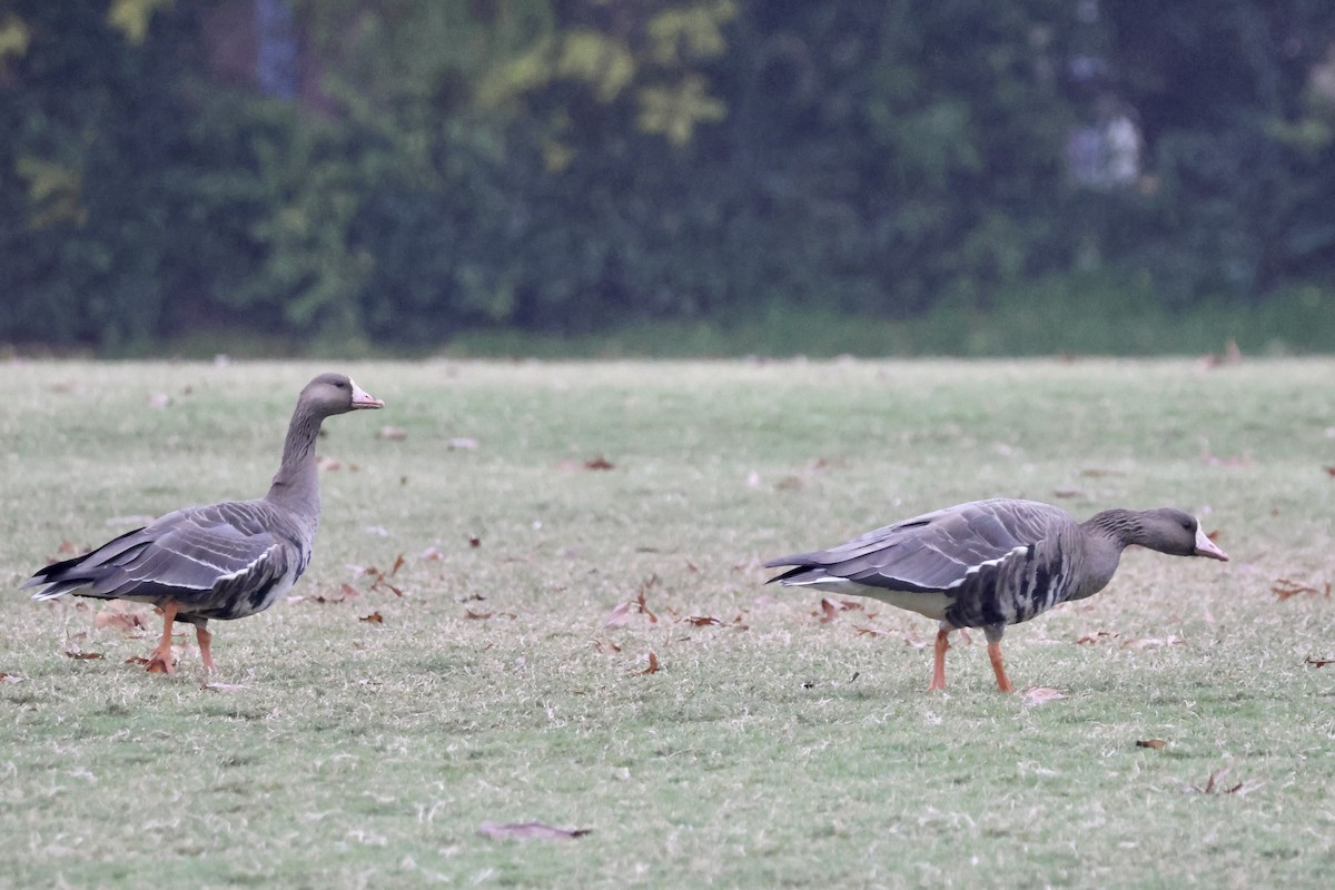 マガン - ML646556092