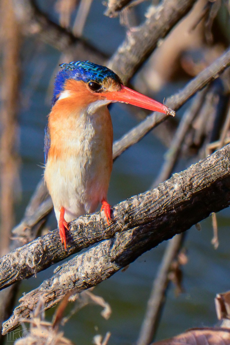 Malachite Kingfisher (Mainland) - ML646556093