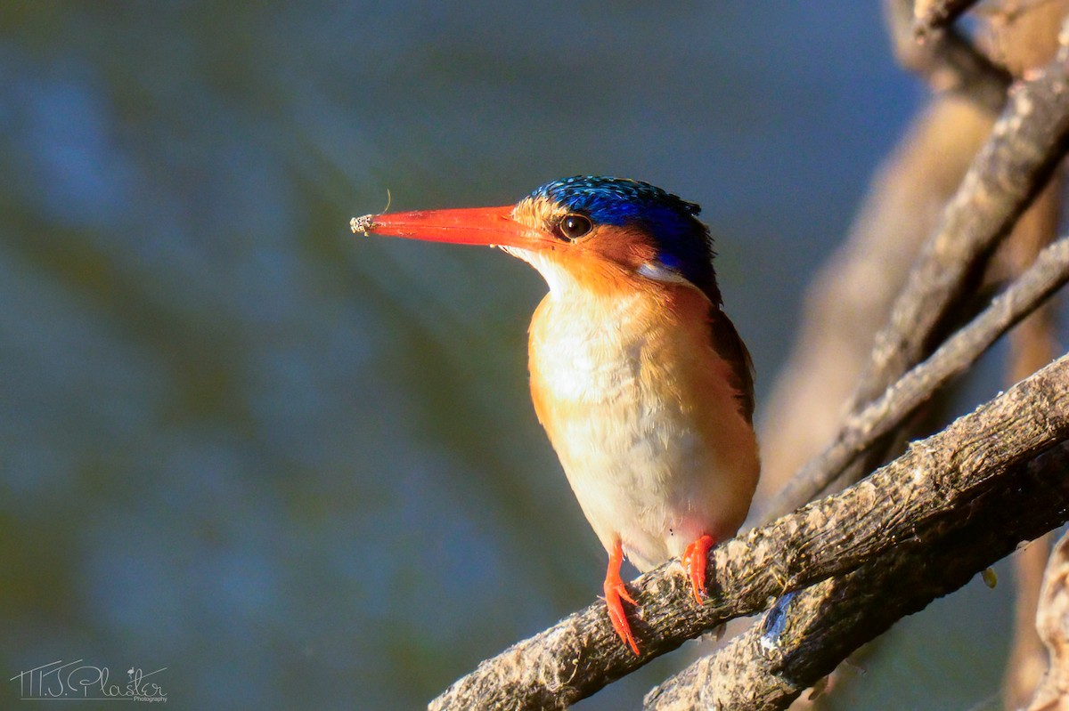 Malachite Kingfisher (Mainland) - ML646556094