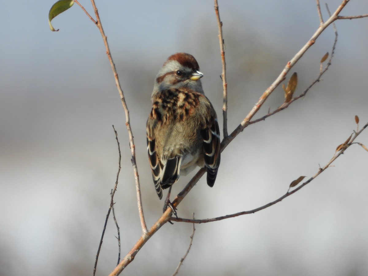 strnádka pokřovní - ML646556095