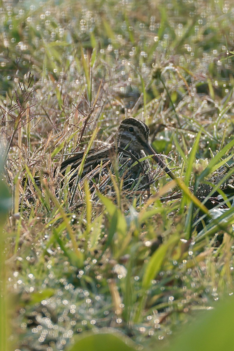 Istingor arrunta - ML646556096