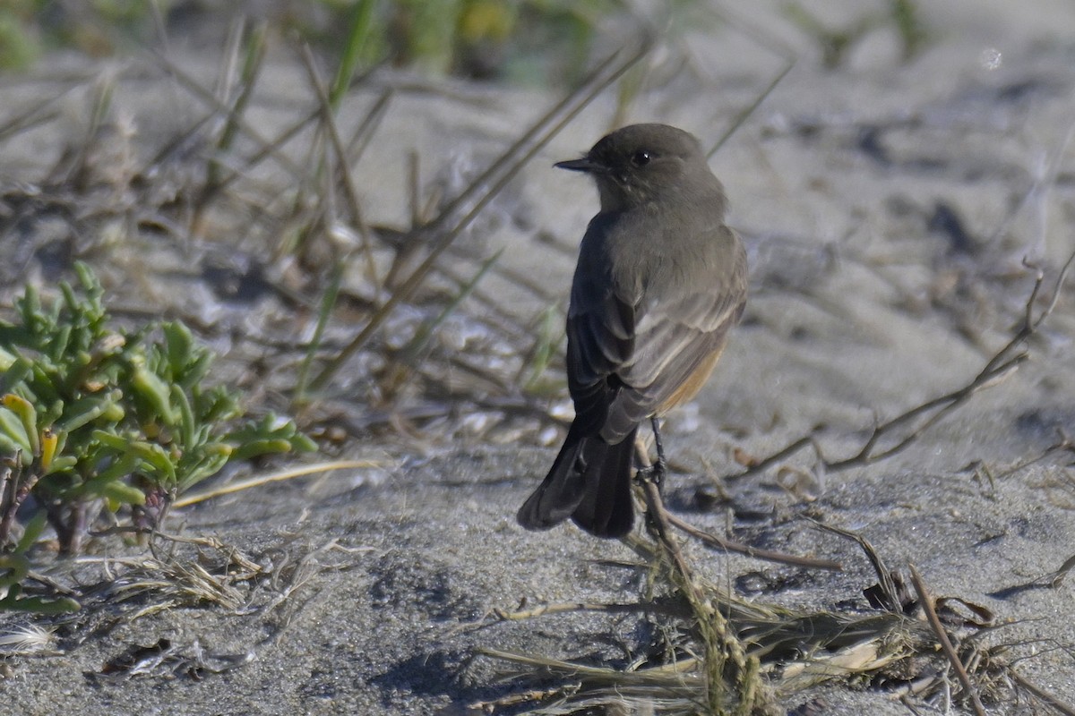 Say's Phoebe - ML646556099