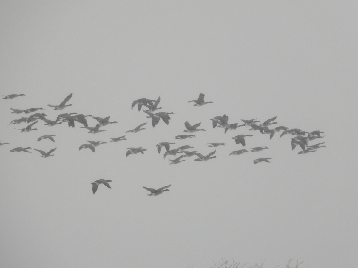 Red-breasted Merganser - ML646556100