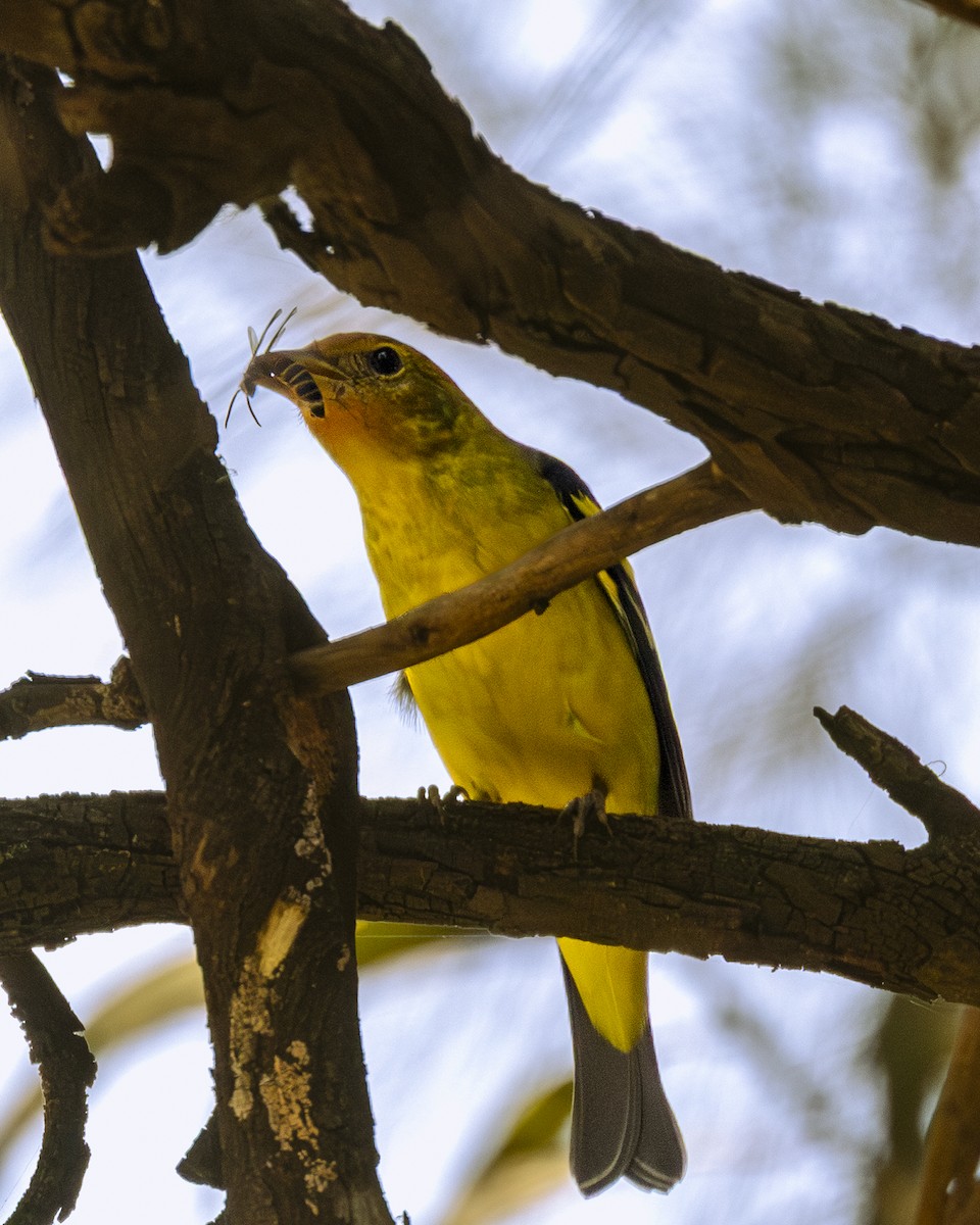Western Tanager - ML646556103