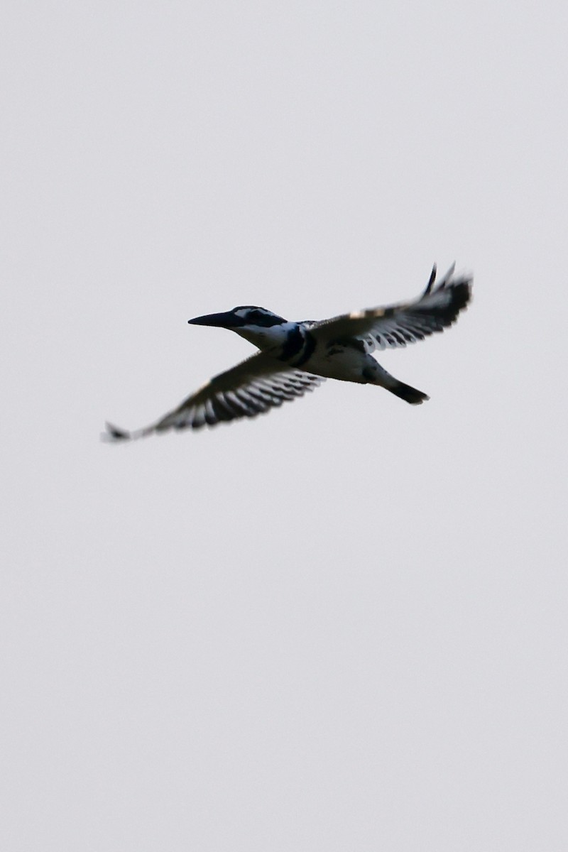 Pied Kingfisher - ML646556104