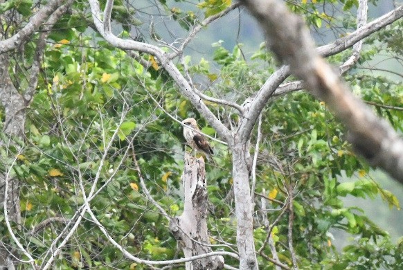 Sulawesi Serpent-Eagle - ML646556105