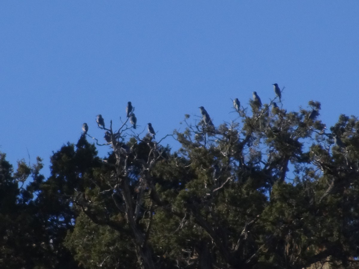 Pinyon Jay - ML646556108