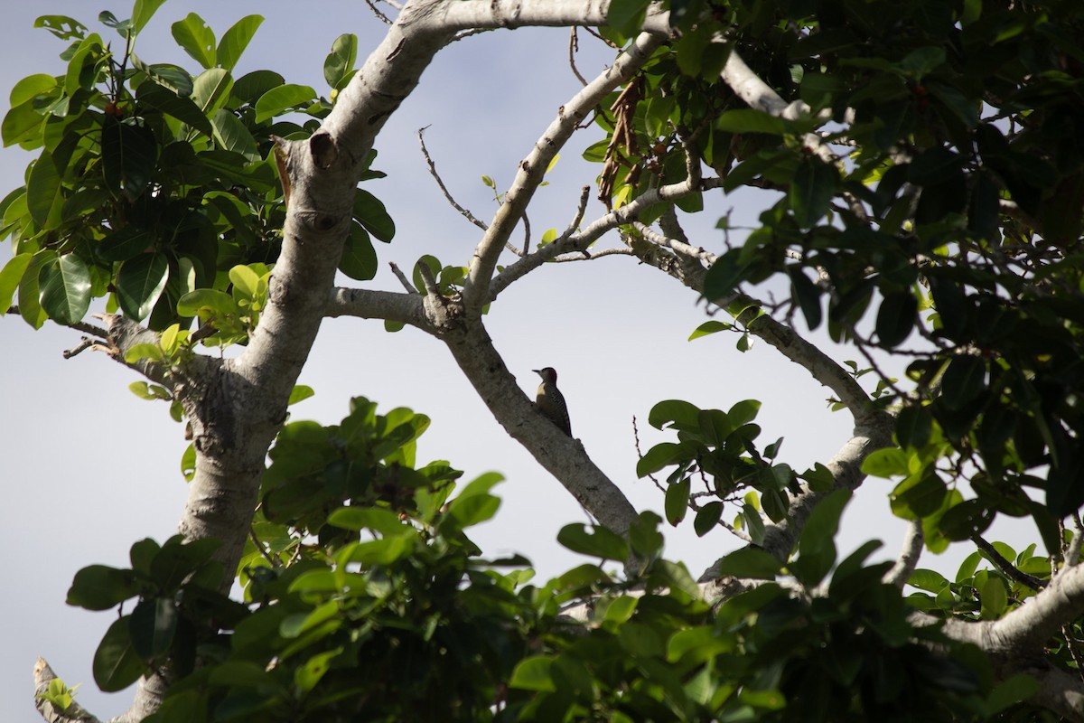 Багамский дятел - ML646556110