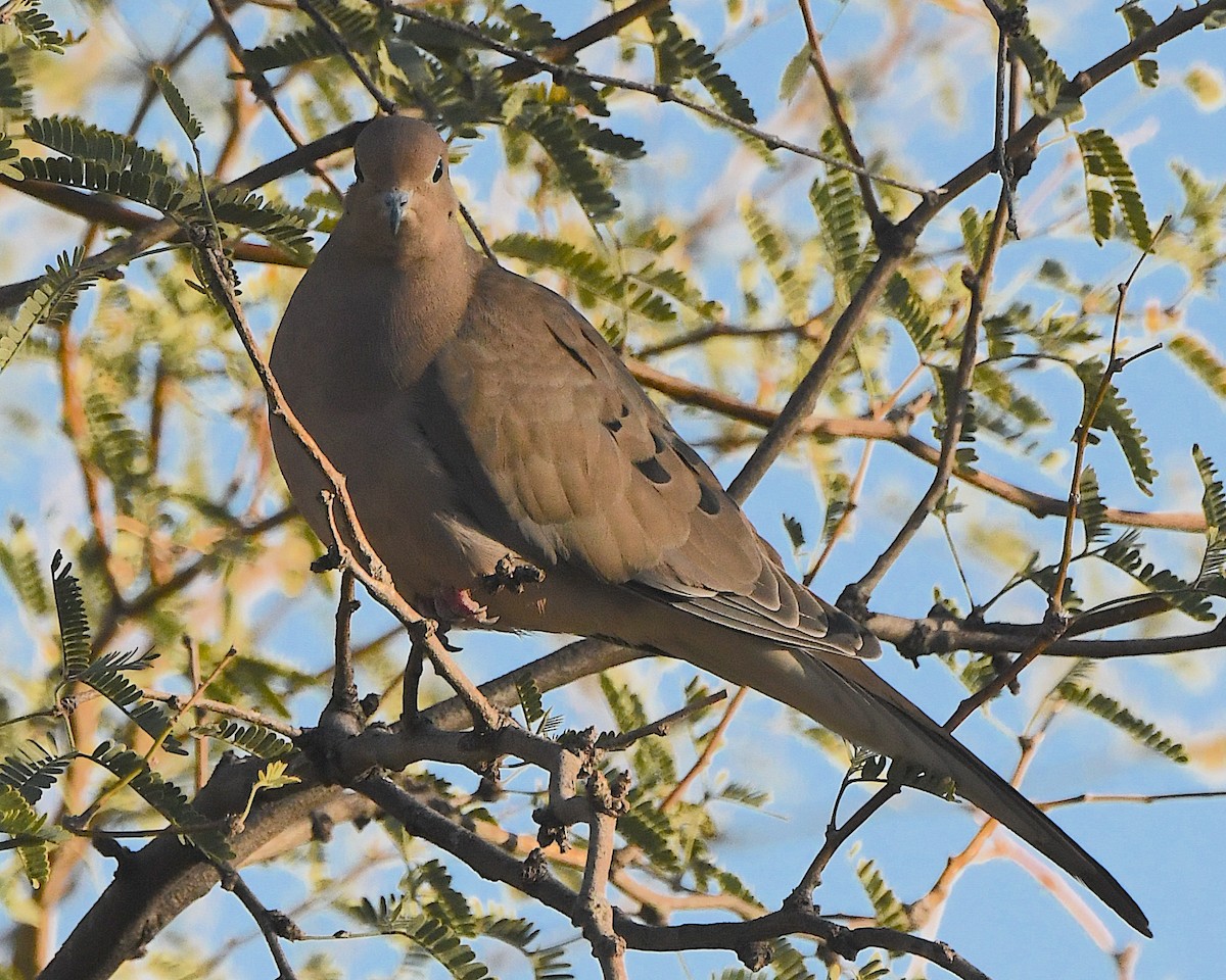 Mourning Dove - ML646556111