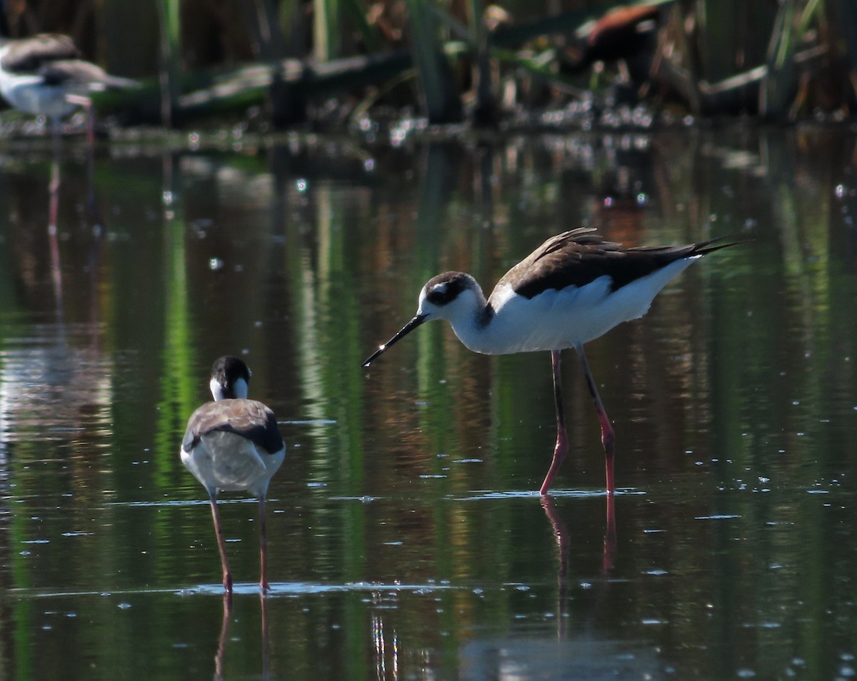 クロエリセイタカシギ - ML646556112