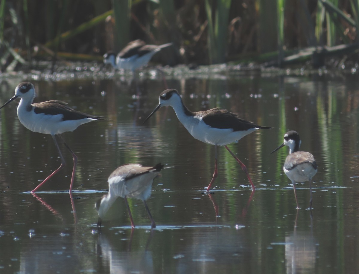 クロエリセイタカシギ - ML646556113