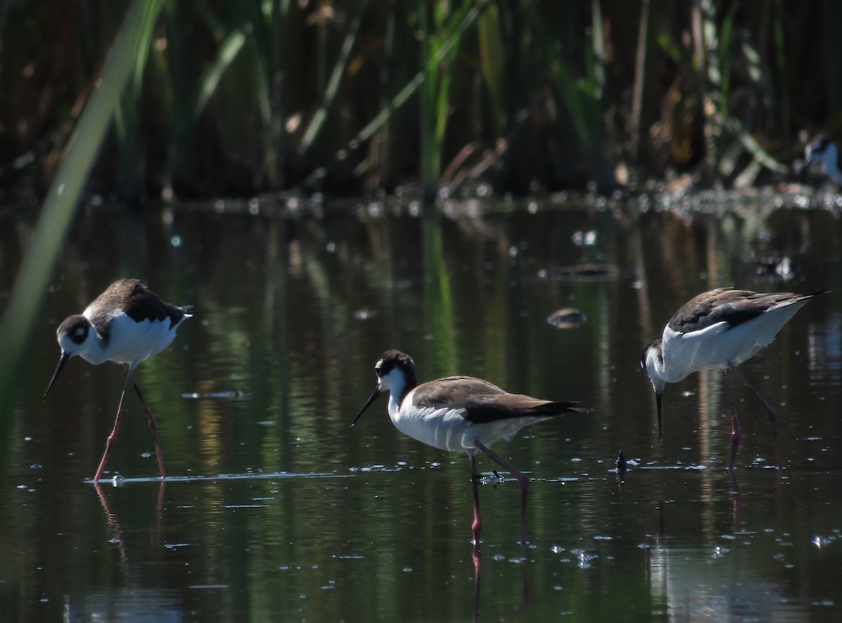 クロエリセイタカシギ - ML646556114