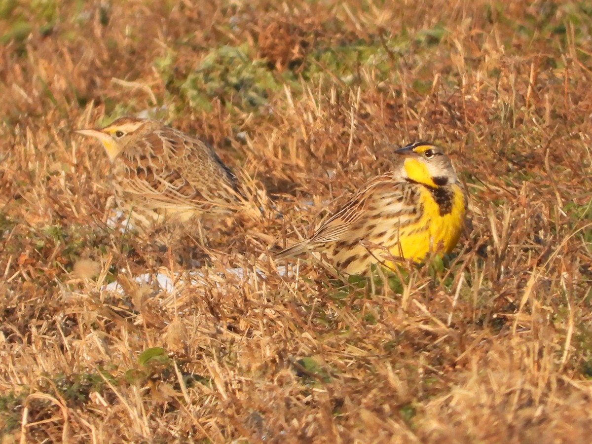 Eastern Meadowlark - ML646556115