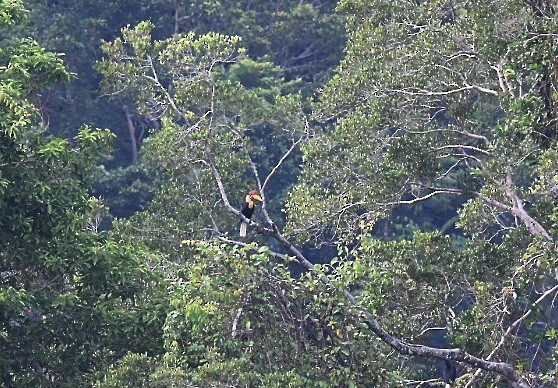 Knobbed Hornbill - ML646556116