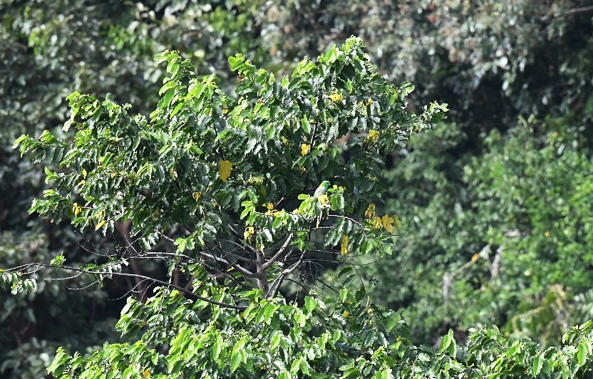 Golden-mantled Racquet-tail - ML646556119