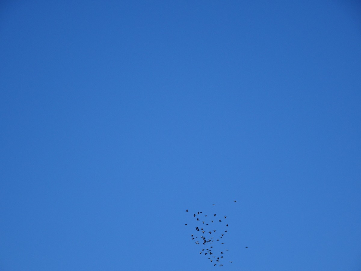 Pinyon Jay - ML646556120