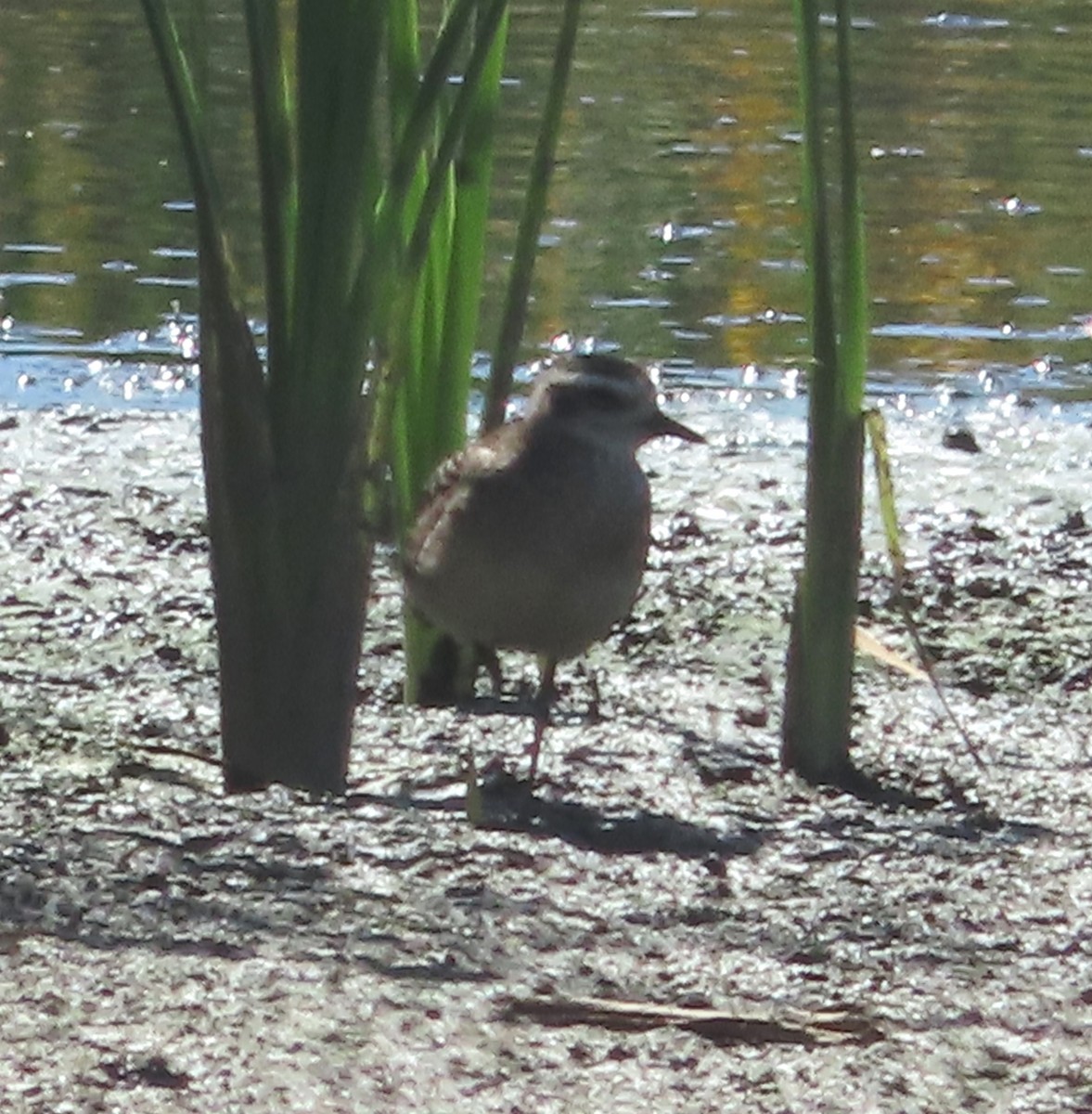 Американская ржанка - ML646556121