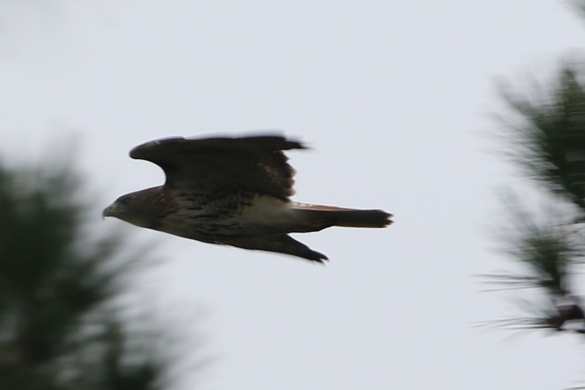 Red-tailed Hawk - ML646556122