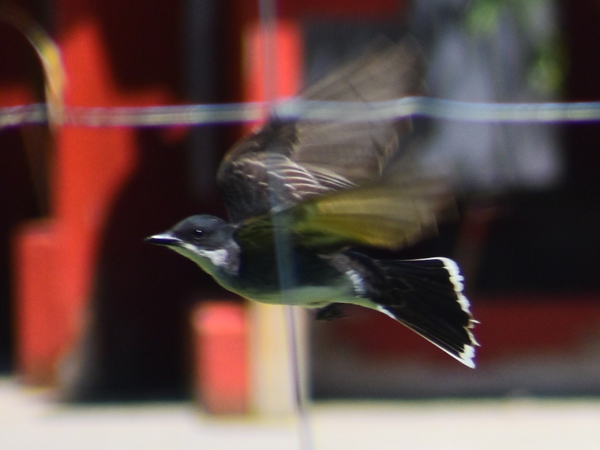 Tyran tritri - ML646556123